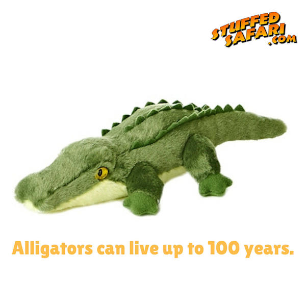 Alligator Animal Fact