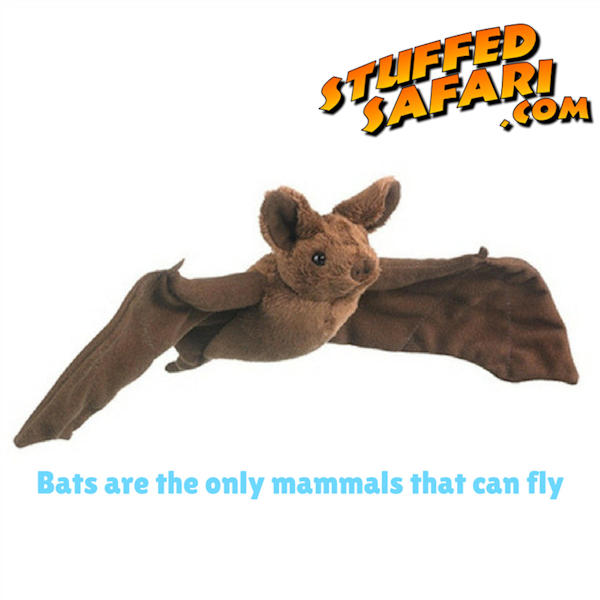 Bat Animal Fact