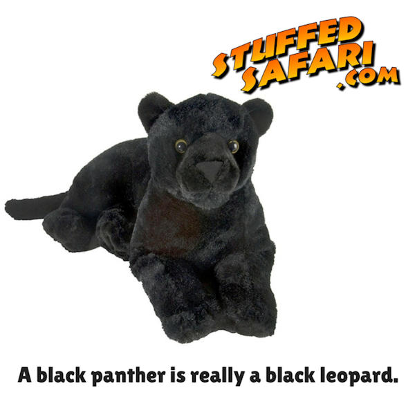 Black Panther Animal Fact