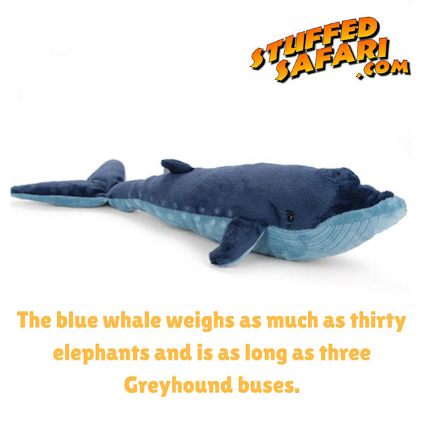 Blue Whale Animal Fact