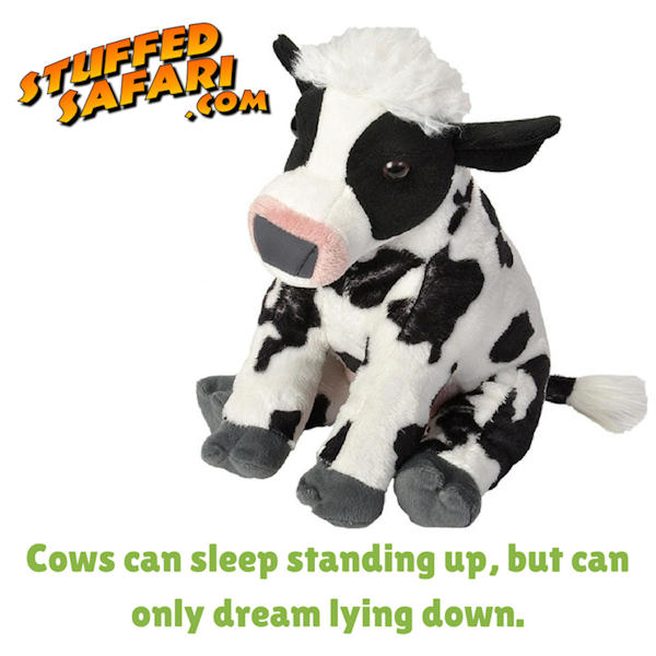 Cow Animal Fact
