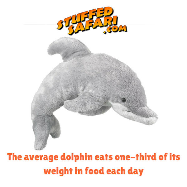 Dolphin Animal Fact