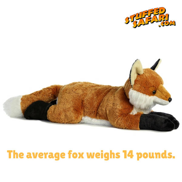 Fox Animal Fact