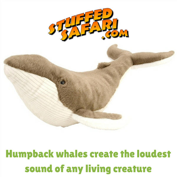 Humpback Whale Animal Fact
