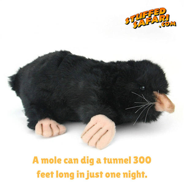 Mole Animal Fact