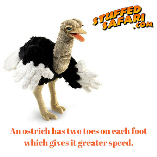 Ostrich Animal Fact