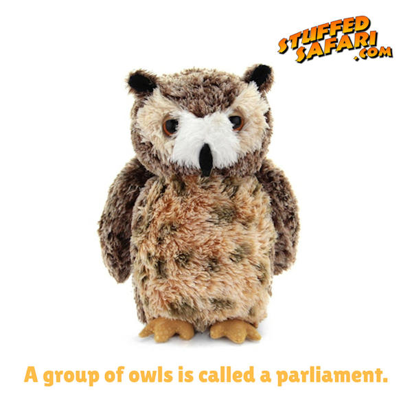 Owl Animal Fact