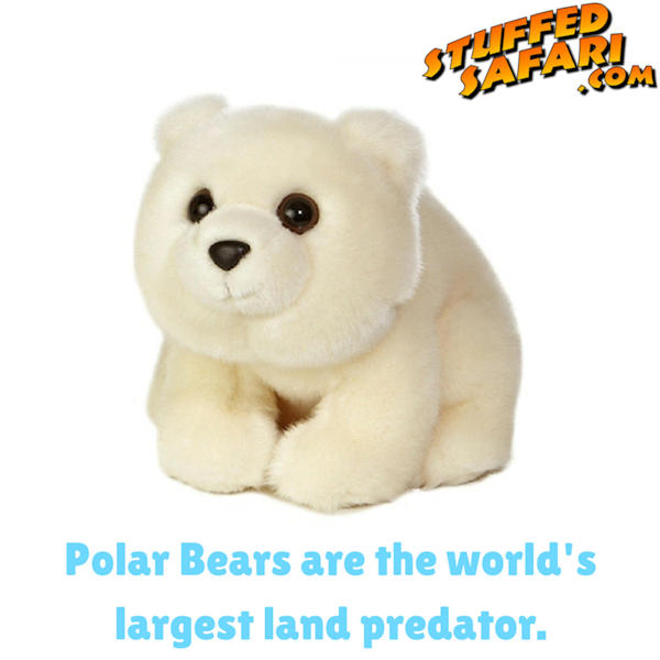 Polar Bear Animal Fact