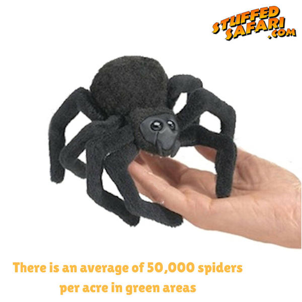 Spider Animal Fact