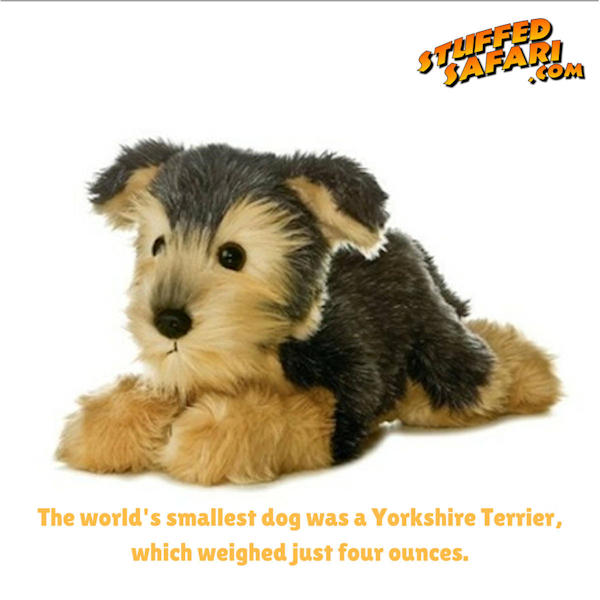 Yorkshire Terrier Animal Fact