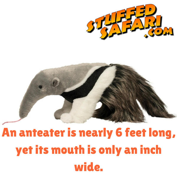 Anteater Animal Fact
