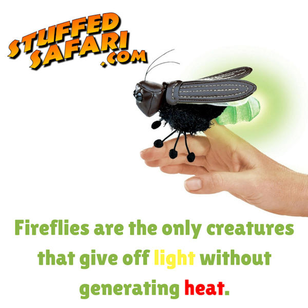 Firefly Animal Fact