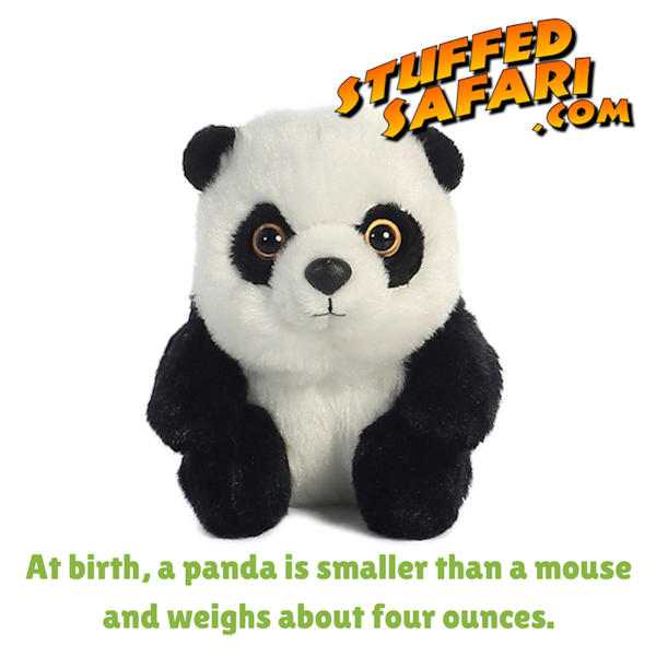 Panda Animal Fact
