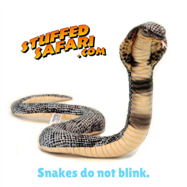 Snake Animal Fact