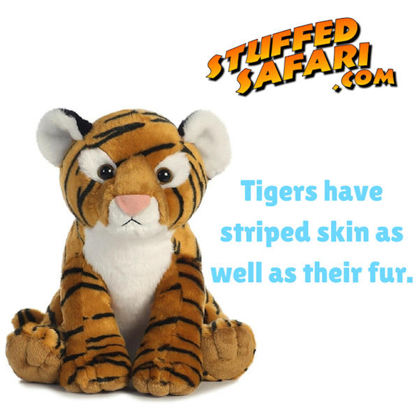 Tiger Animal Fact