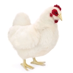 Handcrafted 14 Inch Lifelike White Hen Stuffed Animal by Hansa
