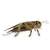Lifelike Cricket Stuffed Animal by Hansa