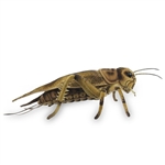 Lifelike Cricket Stuffed Animal by Hansa