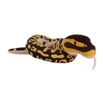 Eco-Friendly 54 Inch Stuffed Ball Python Snake by Wild Republic