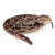 Living Earth Realistic 60 Inch Stuffed Burmese Python Snake by Wild Republic